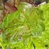 Lettuce Australian Yellow Leaf 